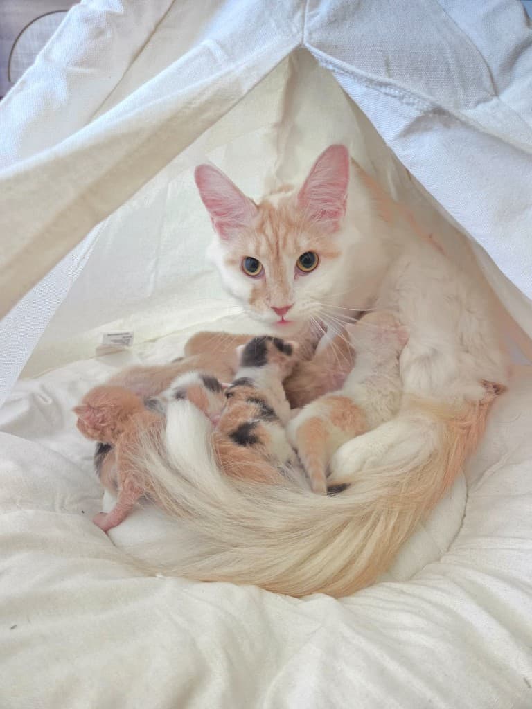 Honey Maine Coons queen with newborn litter